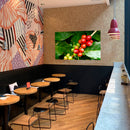 Cuadro Decorativo Cafetales, Frutos de Café