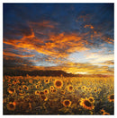 Cuadro Decorativo Verano, Campos de girasoles
