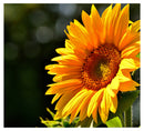 Cuadro Decorativo Verano, Girasol a detalle