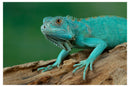 Cuadro Decorativo Animales, Iguana Aqua