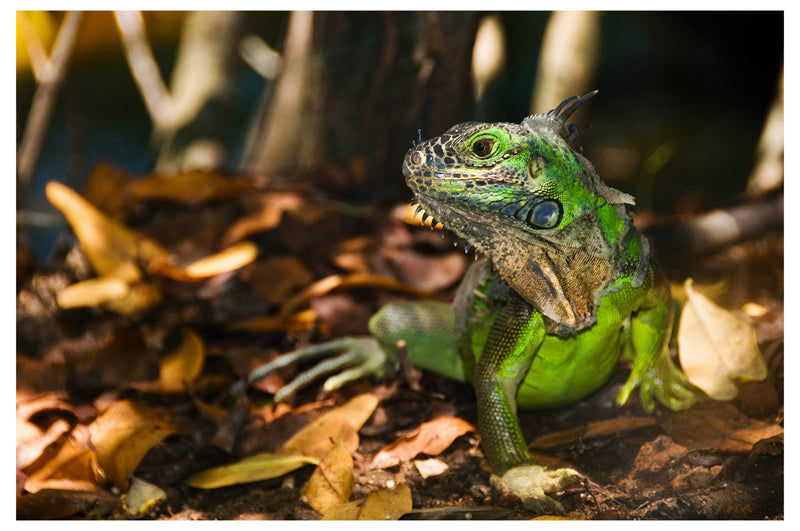 Cuadro Decorativo Animales, Iguana verde