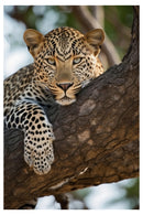 Decorativo Leopardo a detalle