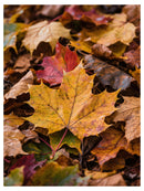 Cuadro Decorativo Textura de hojas