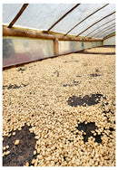 Cuadro Decorativo Cafetales, Granos de café