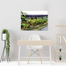 Cuadro Decorativo Cafetales, Paisaje Cafetero 02