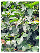 Cuadro Decorativo Cafetales, Plantas de Café cercanas