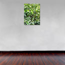 Cuadro Decorativo Cafetales, Plantíos de Café