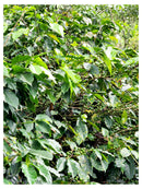 Cuadro Decorativo Cafetales, Plantíos de Café