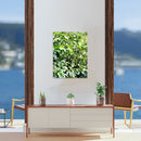 Cuadro Decorativo Cafetales, Plantíos de Café