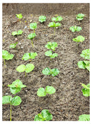 Cuadro Decorativo Cafetales, Plantitas de café