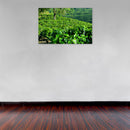 Cuadro Decorativo Cafetales, Plantíos de Café