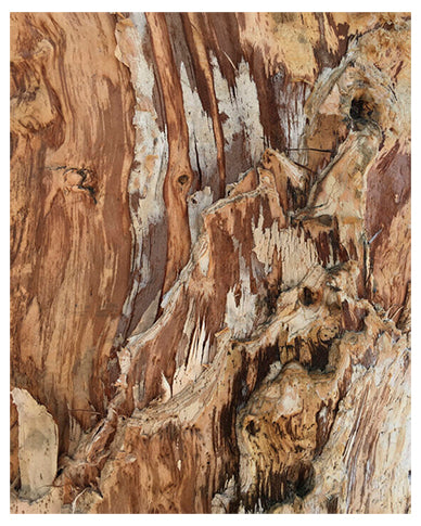 Cuadro Decorativo Abstracto, Textura de tronco