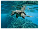 Cuadro Decorativo Animales, Tortuga marina