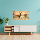 Cuadro Decorativo Verano, Venado en la pradera