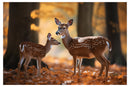 Cuadro Decorativo Animales, Venados cola blanca
