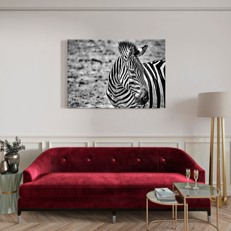 Cuadro Decorativo Animales, Zebra blanco y negro