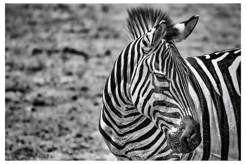 Decorativo Zebra blanco y negro