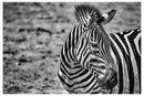 Cuadro Decorativo Animales, Zebra blanco y negro