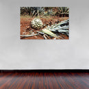 Cuadro Decorativo México Agave cortado