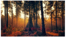 Cuadro Decorativo, Amanecer en el bosque