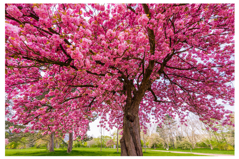 Cuadro Decorativo Primavera, Árbol con flores rosadas