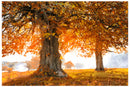 Cuadro Decorativo Otoño, árbol atardecer