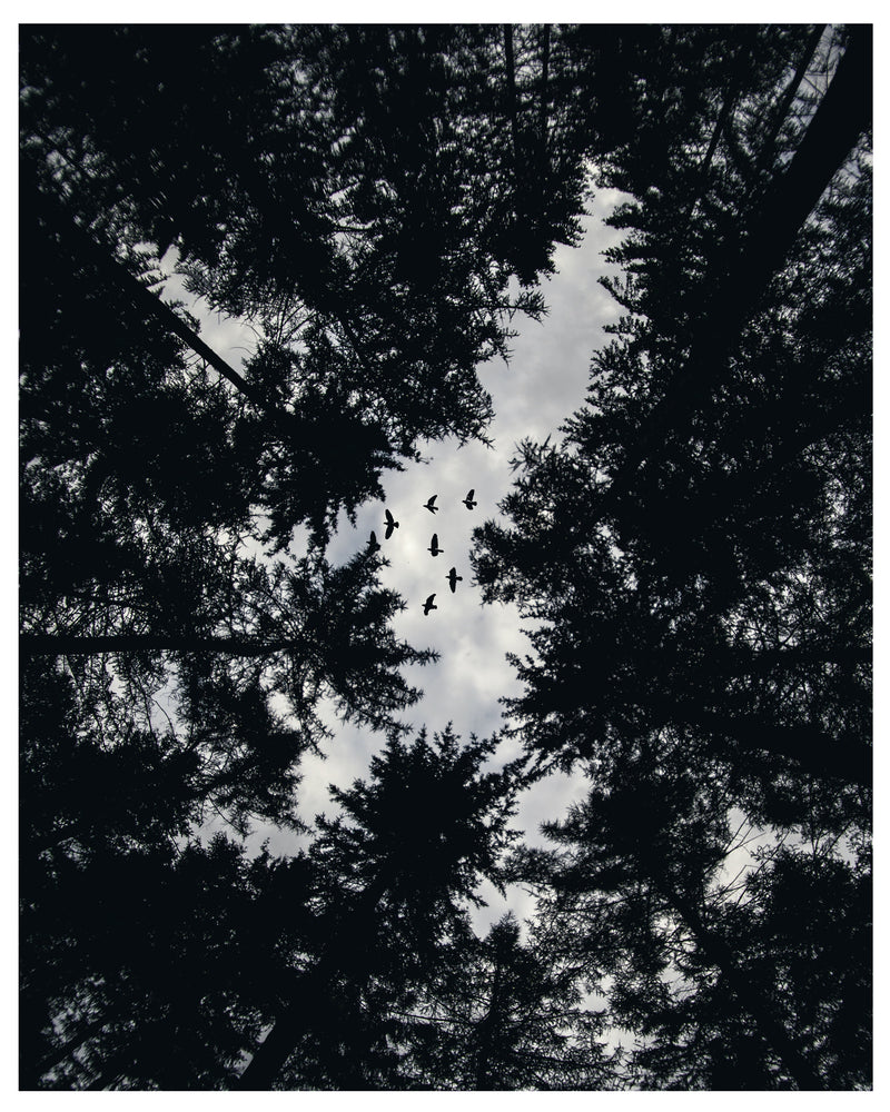 Decorativo blanco y negro, aves sobre los árboles