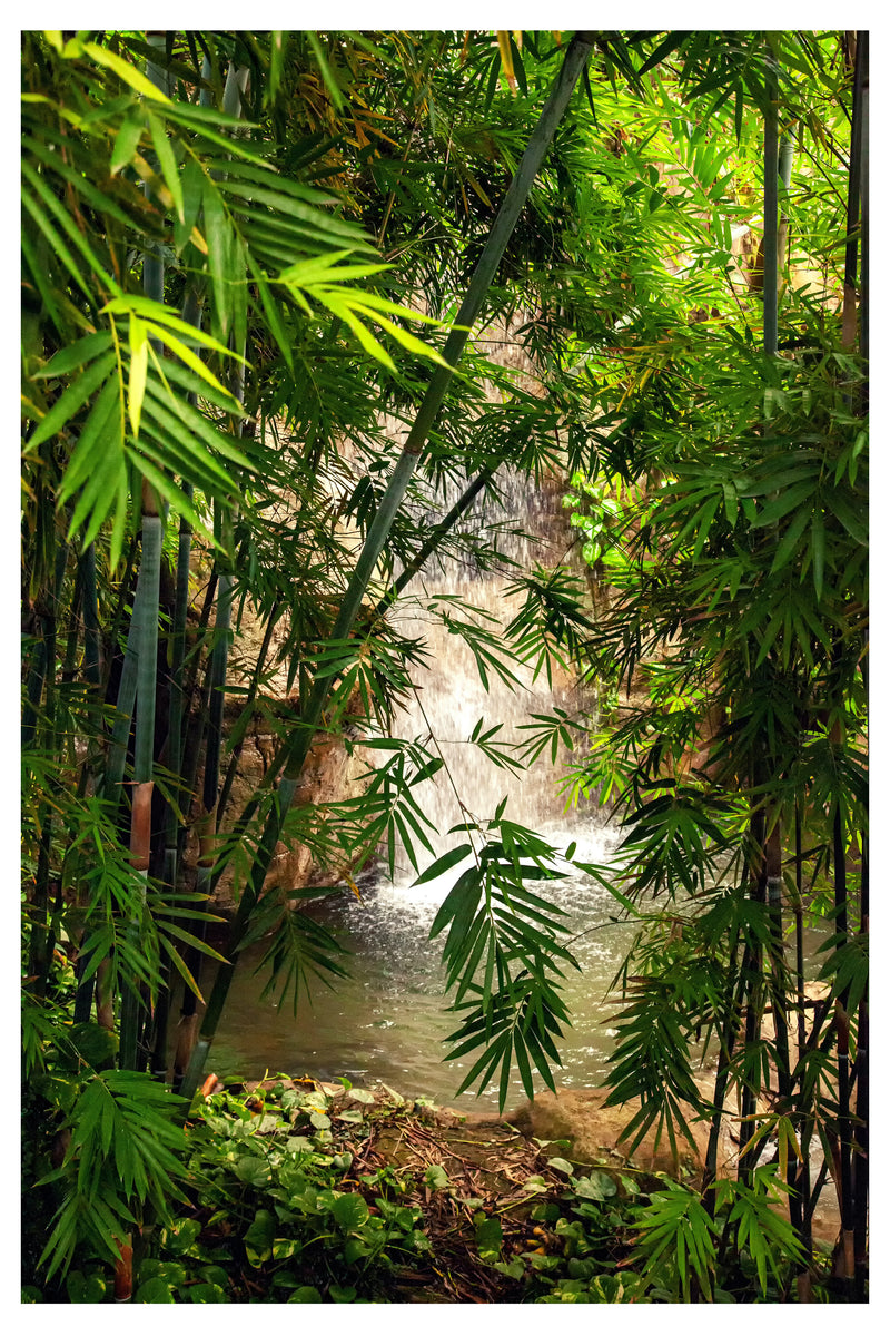 Decorativo Bosques y Selvas, Bambús en el río