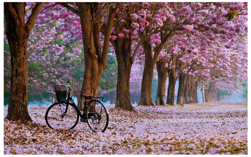 Cuadro Decorativo Primavera, Bicicleta Primaveral