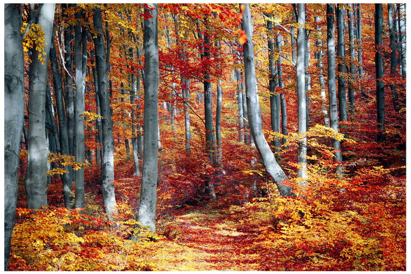 Cuadro Decorativo, bosque amarillo otoño