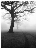 Cuadro Decorativo Blanco y negro, bosque en niebla