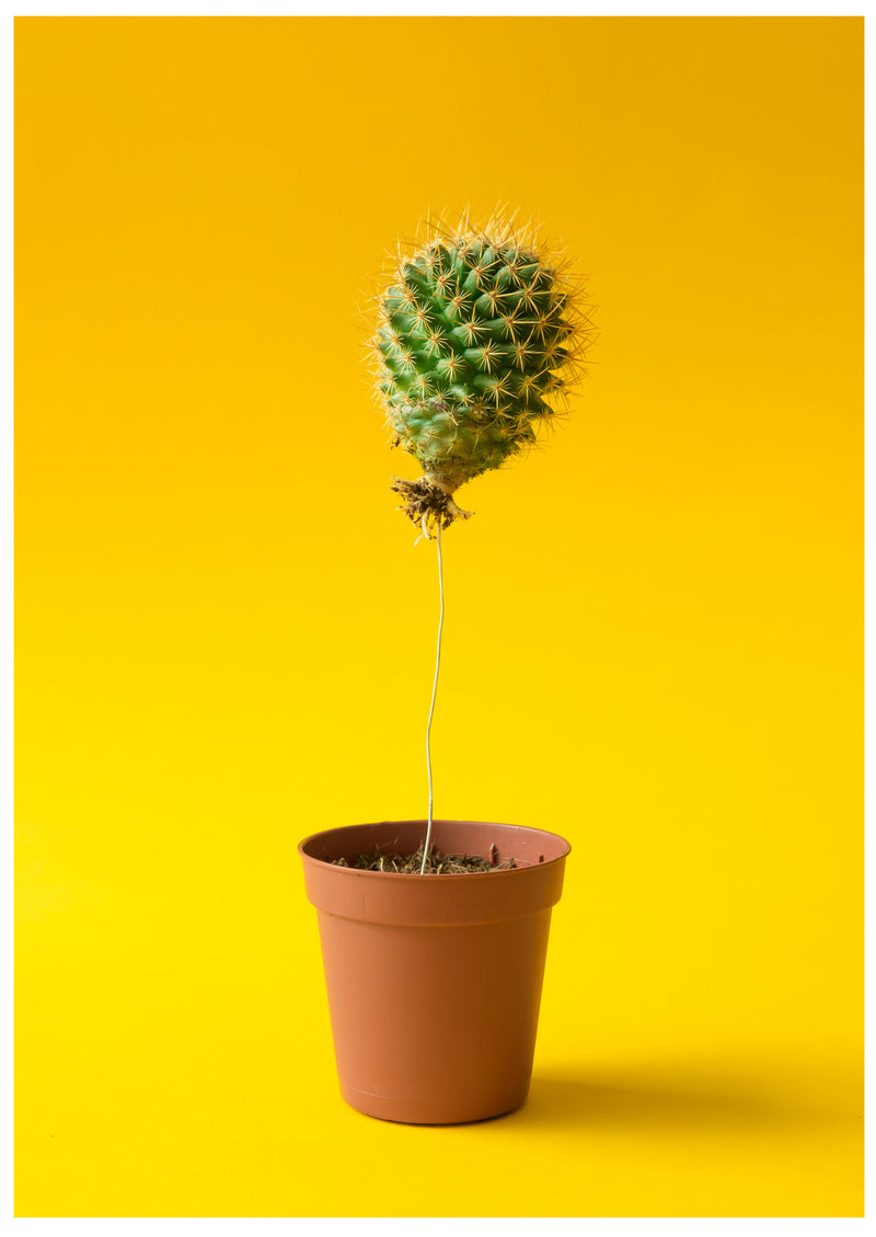 Cuadro Decorativo Minimalista, Cactus en maseta