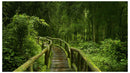 Cuadro Decorativo, Sendero de la jungla