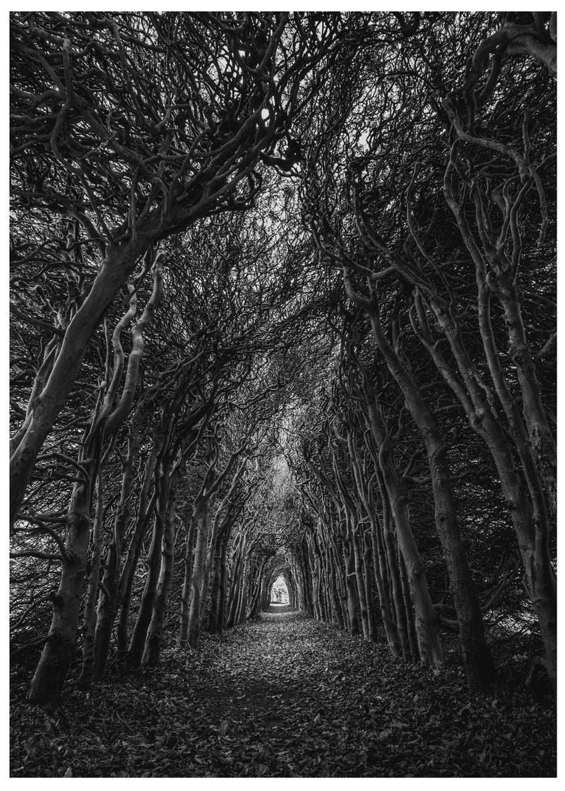 Cuadro Decorativo Blanco y negro, camino de árboles