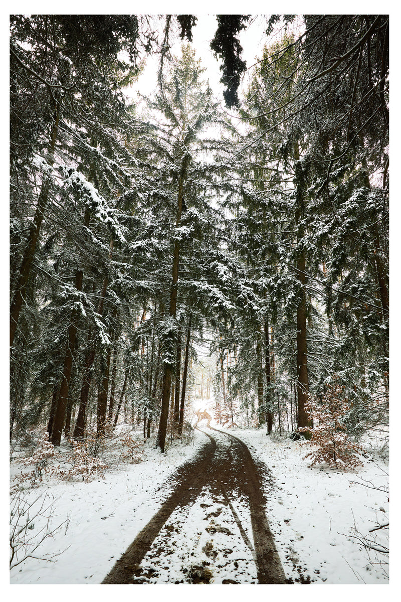 Decorativo Invierno, camino entre pinos