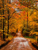 Decorativo Otoño, camino de hojas