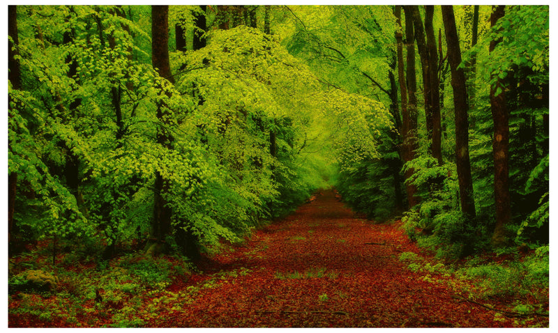 Decorativo Bosques y Selvas, camino rojo por el bosque