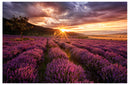 Decorativo Primavera, Campos de lavanda, sunset
