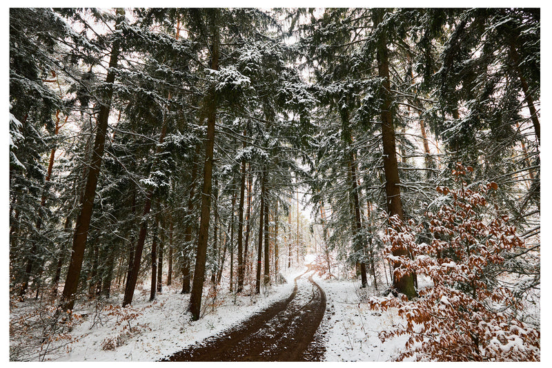 Decorativo Invierno, camino entre pinos horizontal