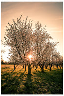 Cuadro Decorativo Primavera, Equinoxio primaveral