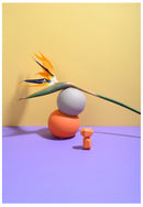 Decorativo, flor de paraíso