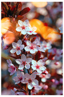 Decorativo Primavera, Flores blancas