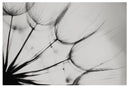 Cuadro Decorativo Blanco y negro, flor diente de león