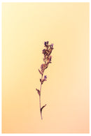 Decorativo, flores moradas