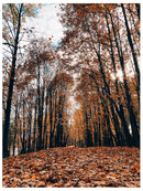 Cuadro Decorativo Otoño, hojas en el bosque