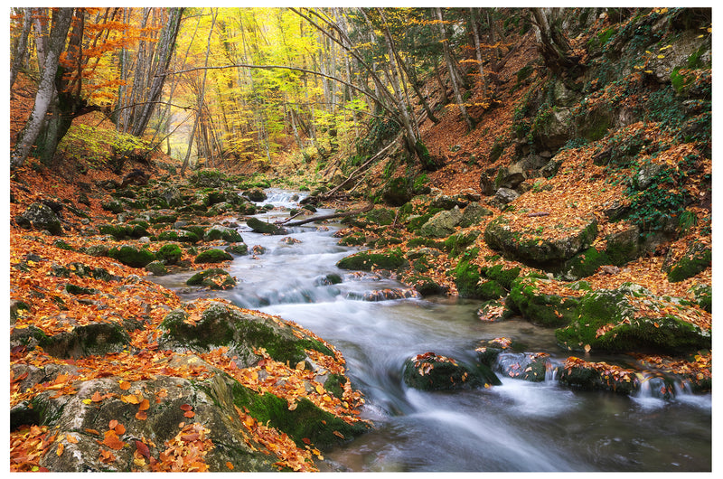 Cuadro Decorativo Otoño, hojas sobre el riachuelo del bosque