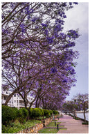Decorativo Primavera, Sendero de jacarandas