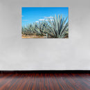 Cuadro Decorativo México Paisaje agavero