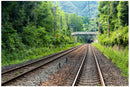 Cuadro Decorativo Vías del tren, en la vegetación