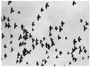 Cuadro Decorativo Blanco y negro, parvada de pájaros